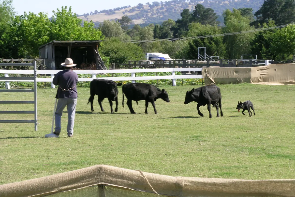 A working Kelpie moves three black cattle along a white fence while a man in a hat watches (a cattle dog trial in New South Wales, not the Katherine show)
