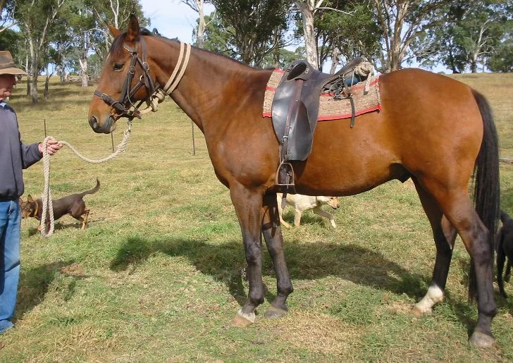 A saddled bay Australian Stock Horse held on a rope by a man in a hat (a stock horse in New South Wales, not the Katherine show)