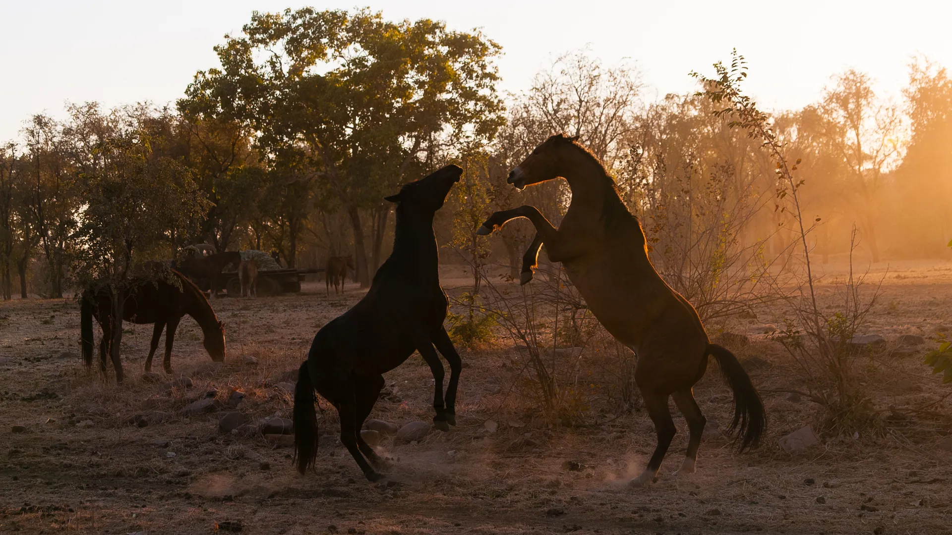 Two horses rear up in a cloud of golden dust at sunset beneath gum trees, a third horse grazing beside a wagon in the background